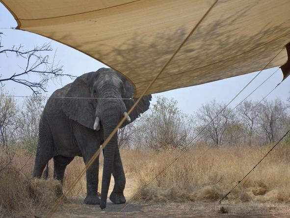 Kwihala Camp - Wildlife 